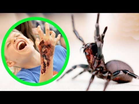 Se Você Encontrar Essa Aranha, Fuja Rápido - 14 Aranhas que vc deve evitar a qualquer Custo