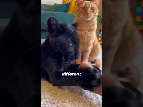 I Raised a Panther Cub… With My Cat as His Mom 🐾❄️