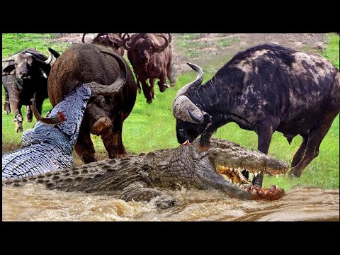 Intense! Buffalo Fights Crazy With Ferocious Crocodile To Rescue Teammates | Wild Animals Attack