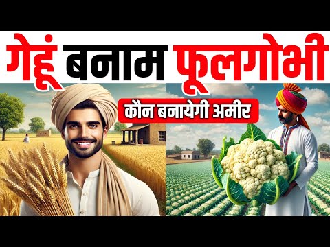 गेहूं बनाम फूलगोभी कौन बदलेगी किस्मत  Wheat vs Cauliflower Which Crop Can Make You a Millionaire