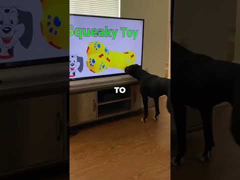 NEVER let your dog watch TV