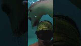 This is what swimming with wild seals looks like