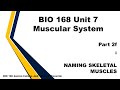 Exploring Skeletal Muscle Anatomy and Naming