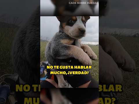Motociclista Encontró La Sorpresa Más Tierna de Todas 😱