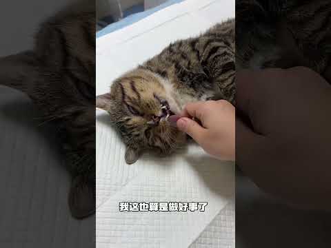 【#一只黑糖啵啵】流浪猫现在也这么内卷啦?! #猫咪的迷惑行为#名创公益蓝 #用蓝色为小流浪应援#它基金#全国12城线下领养