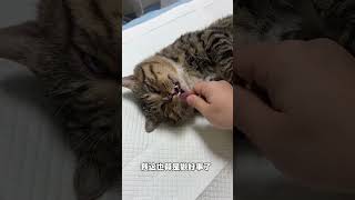 【#一只黑糖啵啵】流浪猫现在也这么内卷啦?! #猫咪的迷惑行为#名创公益蓝 #用蓝色为小流浪应援#它基金#全国12城线下领养