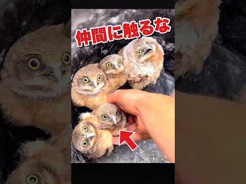 絶望の表情をするフクロウたちが可愛い過ぎる || Owls with expressions of despair are too cute !