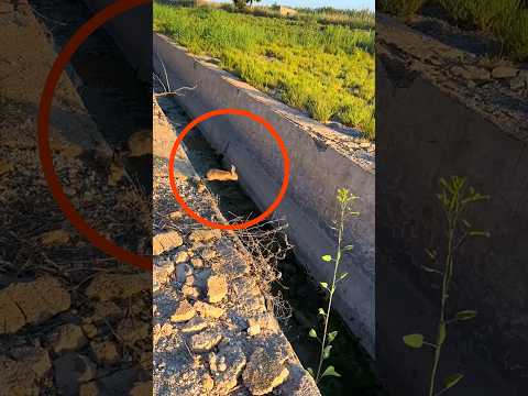 Coelho resgatado do canal de água😥🐇