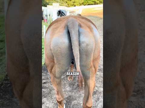 How to trim a house’s tail #animals #house #shorts