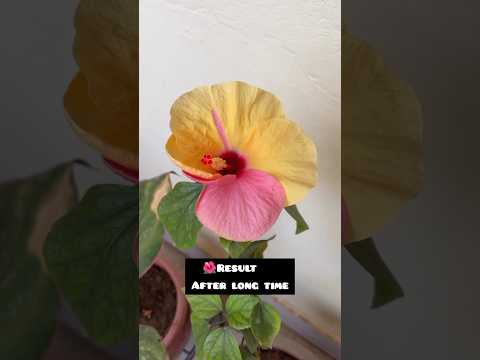Hibiscus journey from cross pollination to blooms🌺......#youtubeshorts #trending #garden