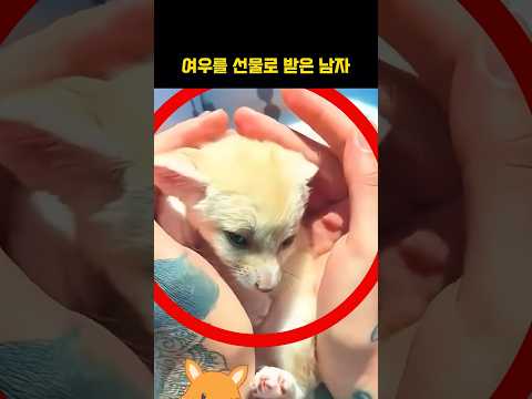 아기 여우와 가족이 된 남자