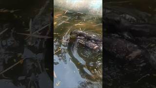 Otters Have a Hidden Superpower Underwater #shorts