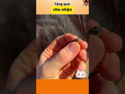Tặng quà cho nhện #animals #thuvi #funny #cothebanchuabiet #pets #thegioidongvat #tintuc #suthat