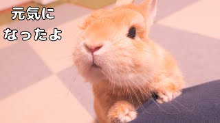 大きいうさぎの飼い主にくっつきながら「元気になったよ」とみなさんに伝えるムギがとても可愛かった【No.1688】