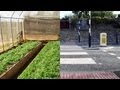 Incredible Edible Initiative Insights