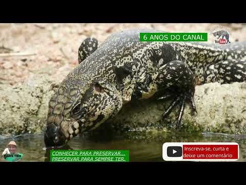 RESUMO E ANIVERSÁRIO DE 6 ANOS DO CANAL ANIMAIS SELVAGENS DO PEDRO TÊIA (INTRODUÇÃO E OUTROS VÍDEOS)
