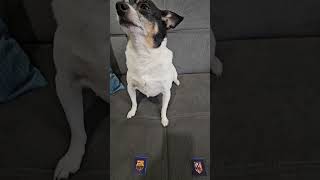 Barcelona vs Atletico Madrid - #championsleague #soccerpredictions #barcelona #atleticomadrid #dog
