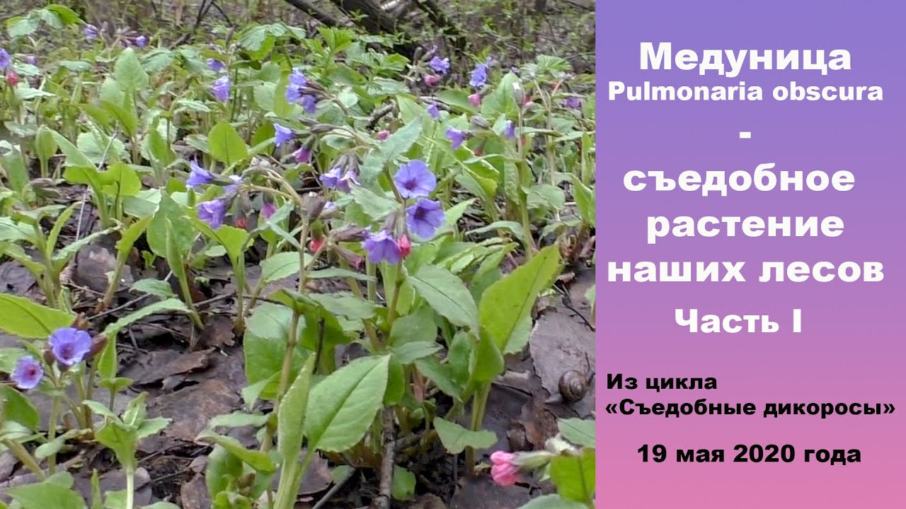 Медуница - съедобное растение наших лесов. Часть 1