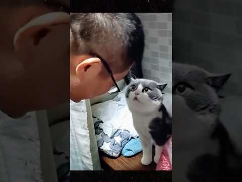 Undercover Talking Cats #shorts