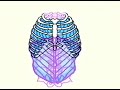 Understanding Intercostal Movements