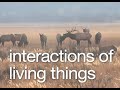 Ecosystems and Interactions in Nature