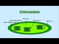 Photosynthesis Concepts and Processes