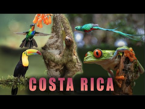 Costa Rica - A Wildlife Heaven - Into the Rainforest - A Tropical Paradise