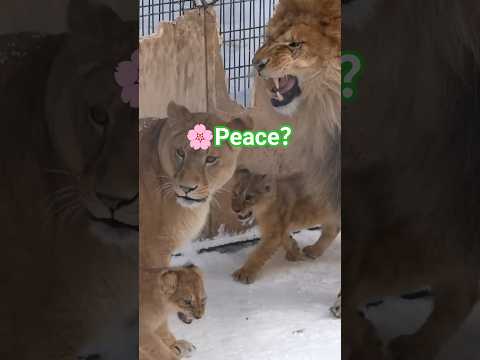 親子ゲンカはイトにお任せ！😽パパに叱られピンチのレイ！🦁😼心配するイオ🐱旭山動物園ライオン#shorts   #lion #baby