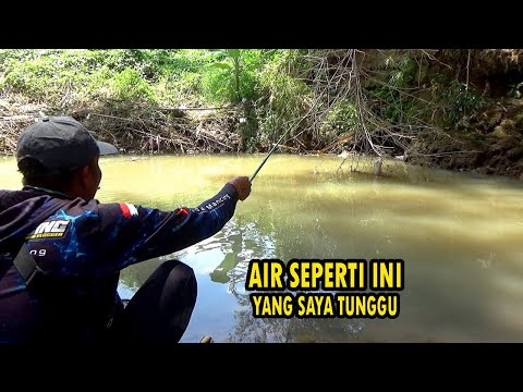 Ahirnya Babon2 nya makan juga setelah tiga hari tidak hujan