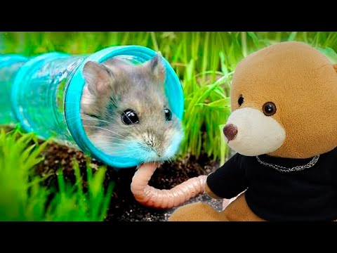 Testando as Habilidades de Sobrevivência de um Hamster! - React DrPlants