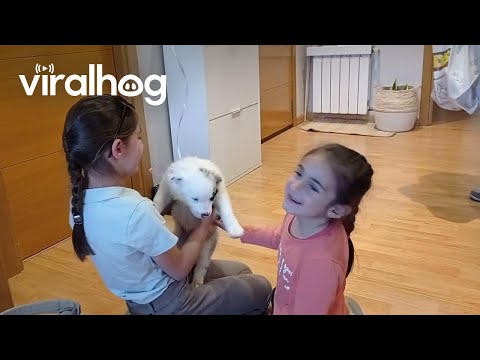 Daughters Surprised With New Puppy, Selva || ViralHog