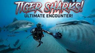 SWIMMING WITH A PREGNANT 14FT TIGER SHARK! (Most Dangerous Dive?)