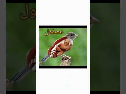الفيلاويله الافضل😂😂 #اكسبلور