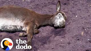 Rescued Donkey Helps A Grieving Donkey Heal | The Dodo
