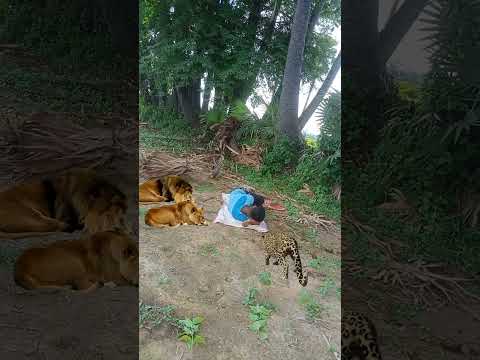 Chita attack #animal #tigertiger #shortsviral #trending #nature #peacock #shortvideos #tiger