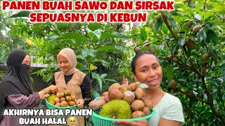 PERTAMA KALINYA PANEN BUAH SAWO & SIRSAK SEPUASNYA DI KEBUN TEMANKU😍