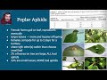 Aphid Behavior and Habitat Selection