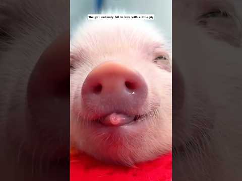 The Girl suddenly fell in love with a little pig #pig #animals #short