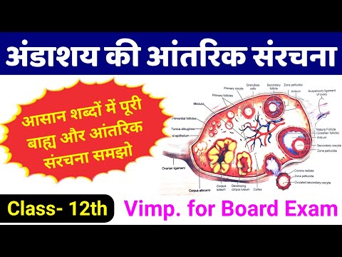 अंडाशय की आंतरिक संरचना | internal structure of ovary class 12 board | andashay ki aantrik sanrachna