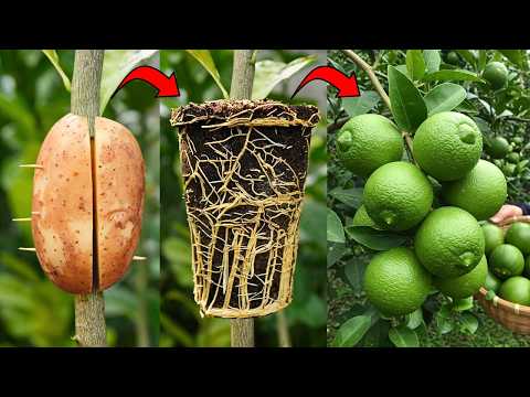 🌿I Used POTATO Power to Grow a Lemon Tree in 1 Month🥔