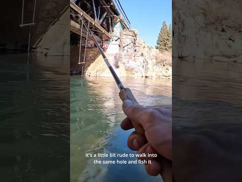 Lil dude’s standing his ground 🐟🏞️