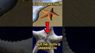 The Starfish's Nightmare Feet