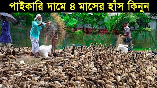 হাঁসের খামারে প্রতারণা করা হয় যে ভাবে! পাইকারি দামে ৪ মাসের হাঁস কিনুন।Duck Farming