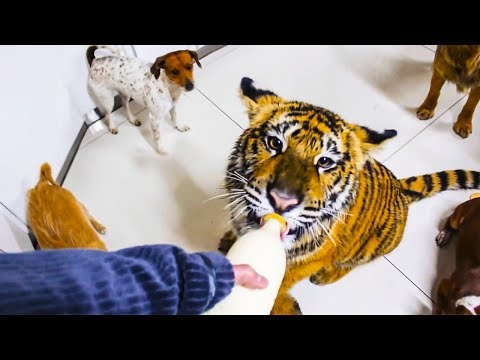 😊 10 awesome and unusual pets