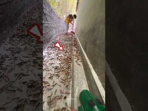 Smart Daughter Cleans Leaves in Seconds Using Hair Dryer 🤯🍃 #shots #facts