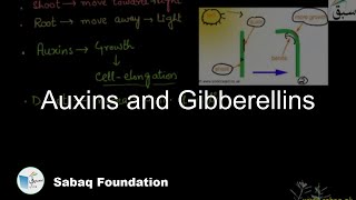 Auxins and Gibberellins