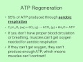 Muscle Physiology and Energy Production