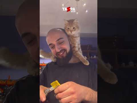 Ювелир из Дагестана снял видео со своим котом и покорил соцсети