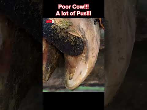 Poor Cow!! A lot of Pus!!! 🐄🥺😣🙏 #tiktok #fyp #viral #cow #hoof #hoofcare #hoofpicking #hoofcleaning