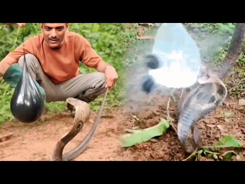 Spectacled Cobra ने तीन पानी से भरे बैलून फोड़ दिए गुस्से में Cobra burst 3 water balloons in anger